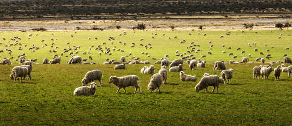 merinould får xtm merinould vs polyester